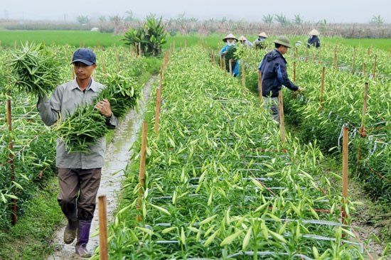 69ba7 htx dvnd dai thinh me linh