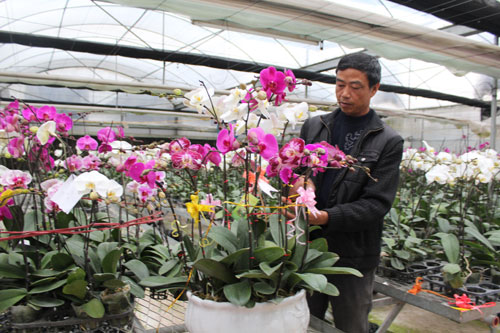 chu nhiem htx trong hoa